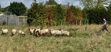 Schapen in Bosbeekhof